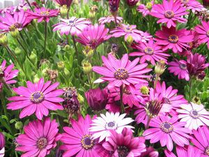 Preview wallpaper flowers, flowerbed, herb, buds, city