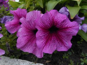 Preview wallpaper flowers, flowerbed, leaves, close-up