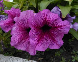 Preview wallpaper flowers, flowerbed, leaves, close-up