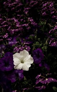 Preview wallpaper flowers, flowerbed, purple, white, contrast