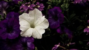 Preview wallpaper flowers, flowerbed, purple, white, contrast