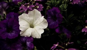 Preview wallpaper flowers, flowerbed, purple, white, contrast