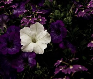 Preview wallpaper flowers, flowerbed, purple, white, contrast