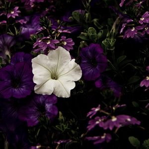 Preview wallpaper flowers, flowerbed, purple, white, contrast