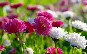 Preview wallpaper flowers, flowerbed, sharpness, green, sunny, mood