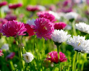 Preview wallpaper flowers, flowerbed, sharpness, green, sunny, mood
