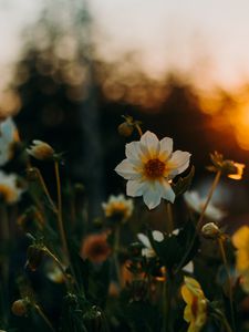 Preview wallpaper flowers, flowerbed, sunset, blur