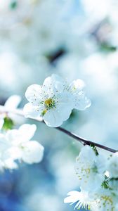 Preview wallpaper flowers, flowering, branch, plant, spring