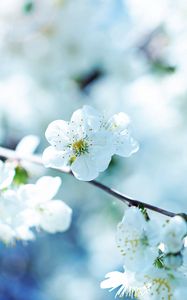 Preview wallpaper flowers, flowering, branch, plant, spring