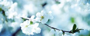 Preview wallpaper flowers, flowering, branch, plant, spring