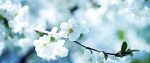 Preview wallpaper flowers, flowering, branch, plant, spring