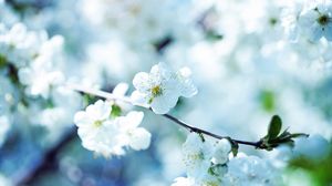 Preview wallpaper flowers, flowering, branch, plant, spring