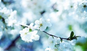 Preview wallpaper flowers, flowering, branch, plant, spring