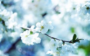 Preview wallpaper flowers, flowering, branch, plant, spring