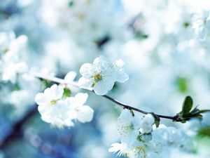 Preview wallpaper flowers, flowering, branch, plant, spring