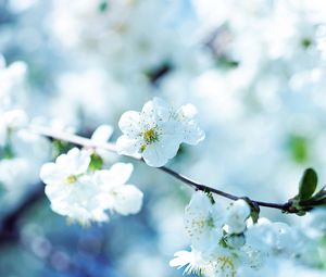 Preview wallpaper flowers, flowering, branch, plant, spring