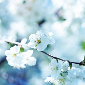 Preview wallpaper flowers, flowering, branch, plant, spring