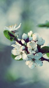 Preview wallpaper flowers, flowering, branch, spring, tree