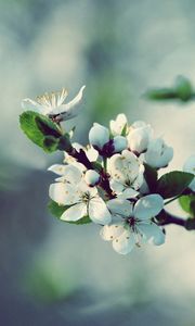 Preview wallpaper flowers, flowering, branch, spring, tree