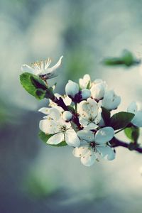 Preview wallpaper flowers, flowering, branch, spring, tree