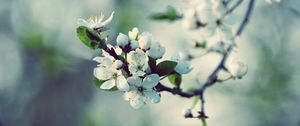 Preview wallpaper flowers, flowering, branch, spring, tree