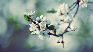 Preview wallpaper flowers, flowering, branch, spring, tree