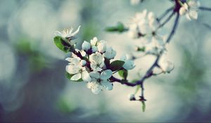 Preview wallpaper flowers, flowering, branch, spring, tree