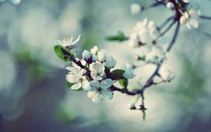 Preview wallpaper flowers, flowering, branch, spring, tree