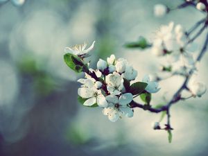 Preview wallpaper flowers, flowering, branch, spring, tree