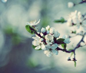 Preview wallpaper flowers, flowering, branch, spring, tree