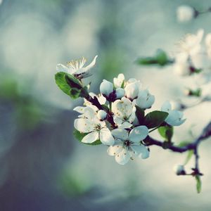 Preview wallpaper flowers, flowering, branch, spring, tree