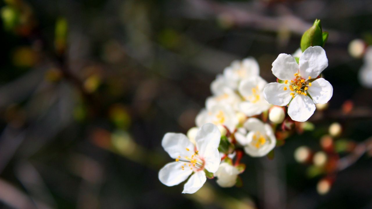 Wallpaper flowers, flowering, branch, spring