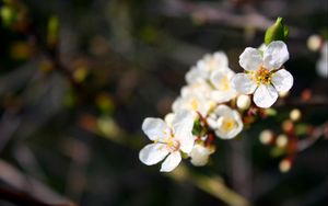 Preview wallpaper flowers, flowering, branch, spring