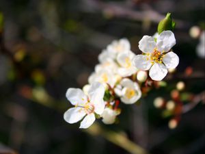 Preview wallpaper flowers, flowering, branch, spring