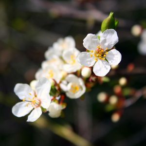 Preview wallpaper flowers, flowering, branch, spring