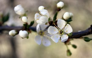 Preview wallpaper flowers, flowering, branch, spring