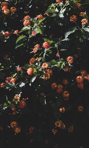 Preview wallpaper flowers, flowering, bushes, leaves