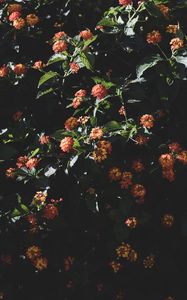 Preview wallpaper flowers, flowering, bushes, leaves