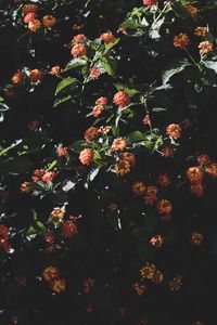 Preview wallpaper flowers, flowering, bushes, leaves