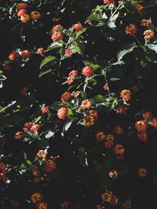 Preview wallpaper flowers, flowering, bushes, leaves