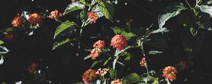 Preview wallpaper flowers, flowering, bushes, leaves