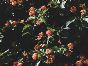 Preview wallpaper flowers, flowering, bushes, leaves