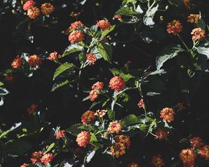 Preview wallpaper flowers, flowering, bushes, leaves