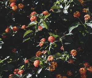 Preview wallpaper flowers, flowering, bushes, leaves