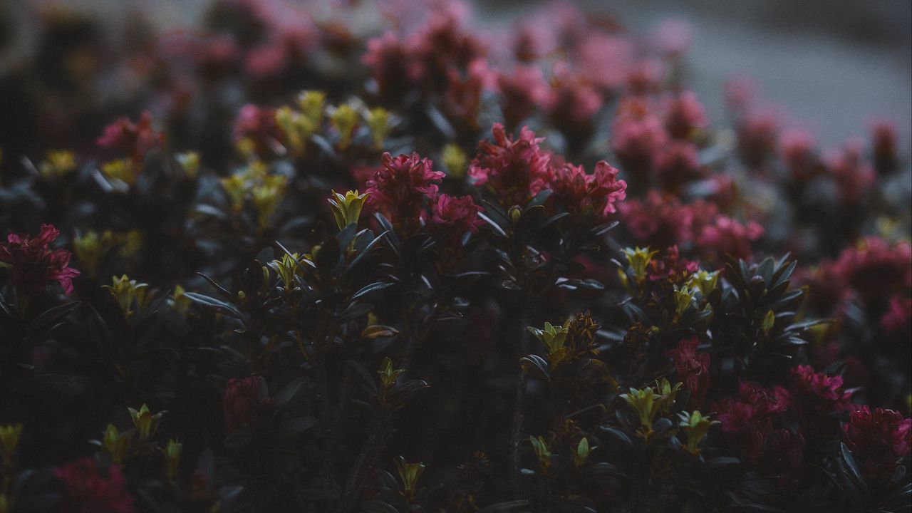 Wallpaper flowers, flowering, bushes, leaves, dusk