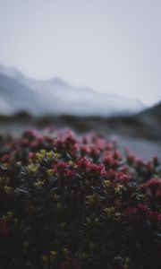 Preview wallpaper flowers, flowering, bushes, leaves, dusk