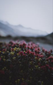 Preview wallpaper flowers, flowering, bushes, leaves, dusk