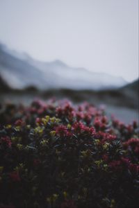 Preview wallpaper flowers, flowering, bushes, leaves, dusk