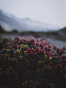 Preview wallpaper flowers, flowering, bushes, leaves, dusk