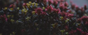 Preview wallpaper flowers, flowering, bushes, leaves, dusk